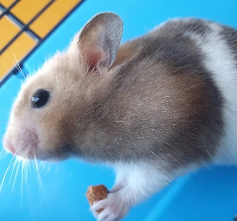 CANNELE, male Mixed Breed for adoption at SPA Chamarande, Chamarande