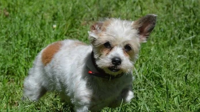 MAYA CHAO, female senior Shih Tzu for adoption at SPA Chamarande, Chamarande
