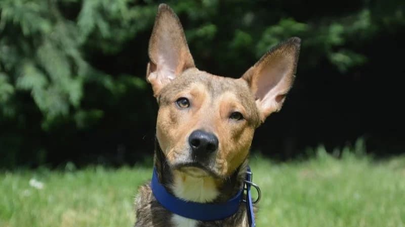 RORONOA CHAO, male young Mixed Breed for adoption at SPA Chamarande, Chamarande