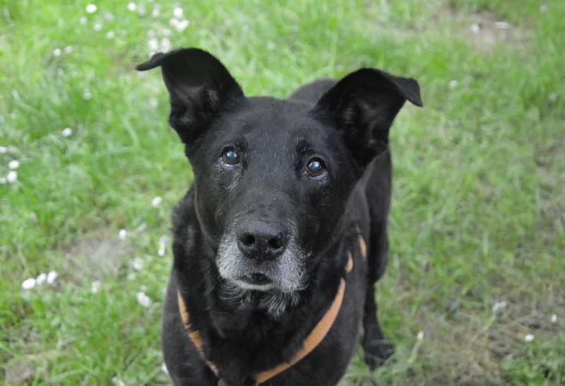 JIMBO CHAO, male senior Labrador Retriever for adoption at SPA Chamarande, Chamarande
