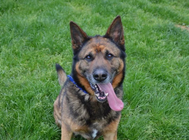 BOSTON  CHAO, male 5yo Mixed Breed for adoption at SPA Chamarande, Chamarande