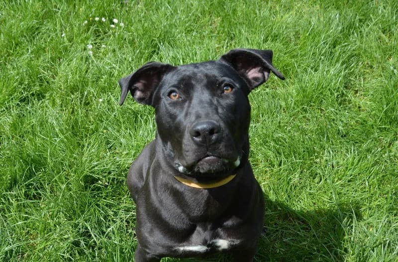 LYCA CHAO, female Cane Corso for adoption at SPA Chamarande, Chamarande