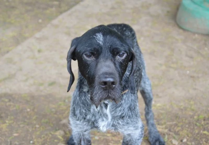 LIFE CHAO, male senior Pointer for adoption at SPA Chamarande, Chamarande