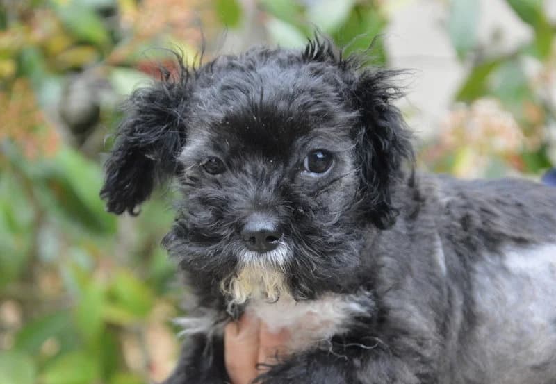 CAPUCHON CHAO, male puppy Bichon Frisé for adoption at SPA Chamarande, Chamarande