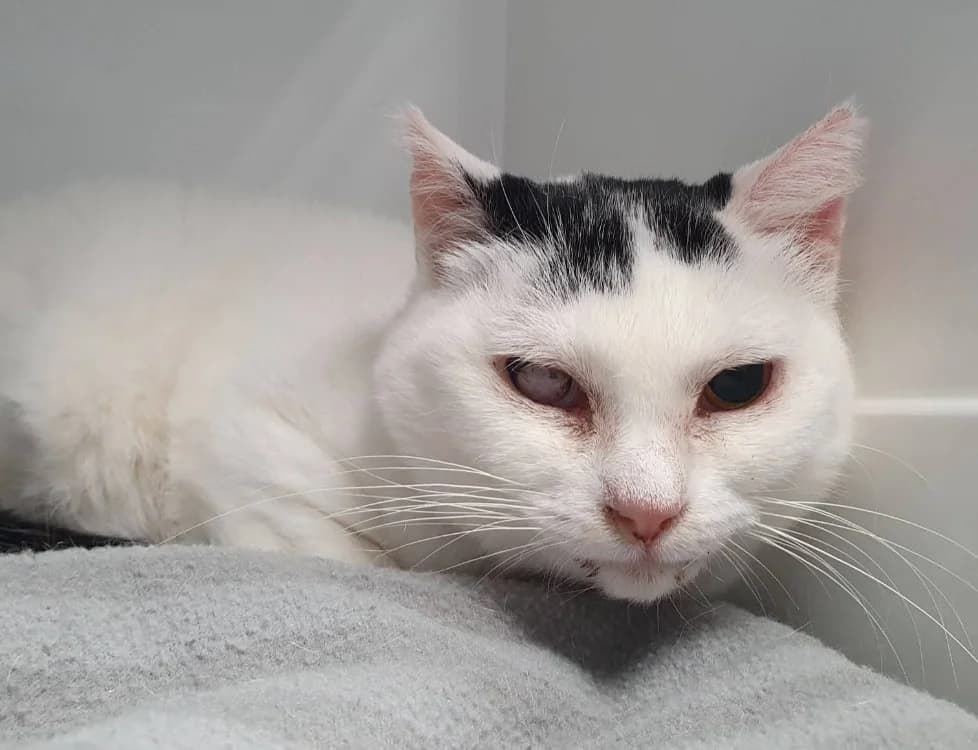 MAIMY CHA, female senior Mixed Breed for adoption at SPA Chamarande, Chamarande