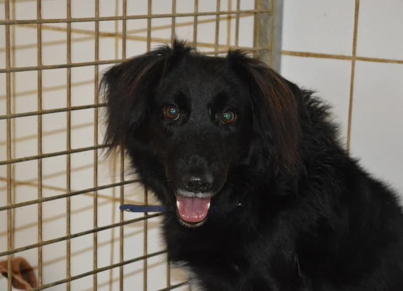 BLACKY CHAO, male young mixed breed for adoption at SPA Chamarande, Chamarande