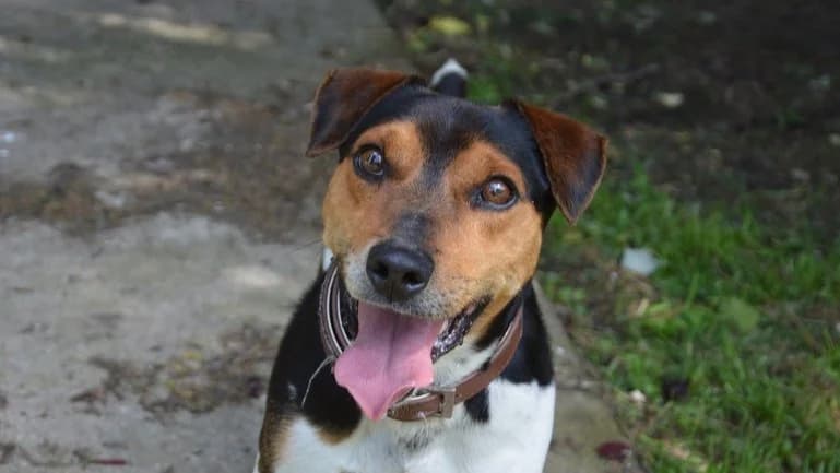 REX CHAO, male 6yo Jack Russell Terrier for adoption at SPA Chamarande, Chamarande
