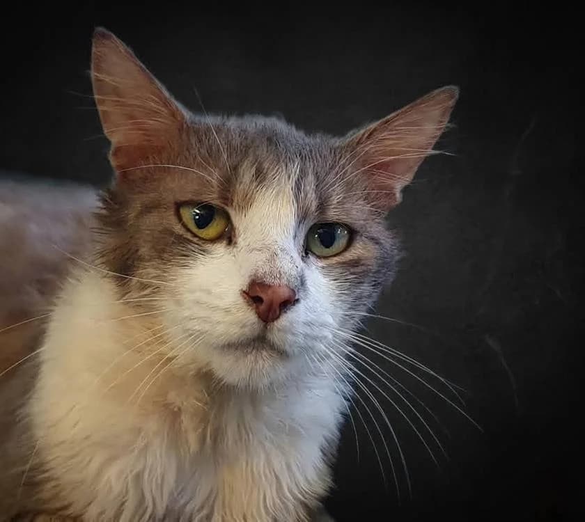 PUNK CHA, male 5yo Mixed Breed for adoption at SPA Chamarande, Chamarande