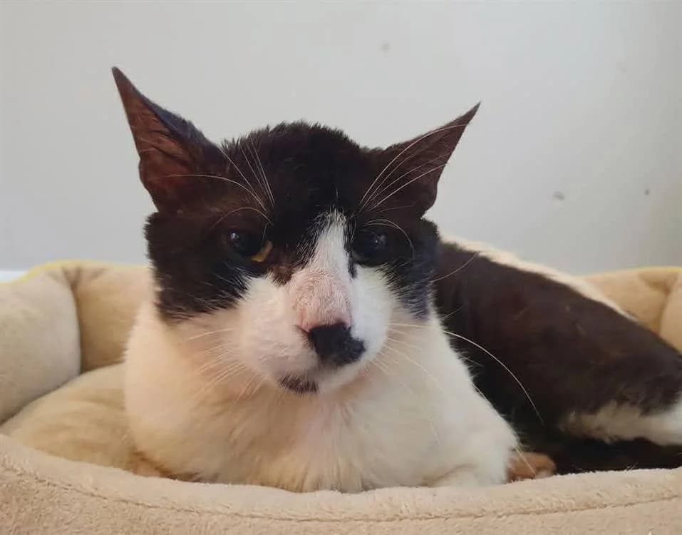 SLIMANE, male 5yo Mixed Breed for adoption at SPA Chamarande, Chamarande