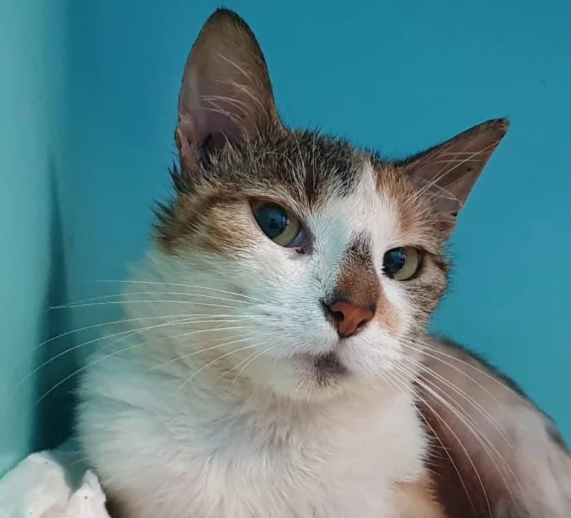 TAYLOR, female young Mixed Breed for adoption at SPA Chamarande, Chamarande