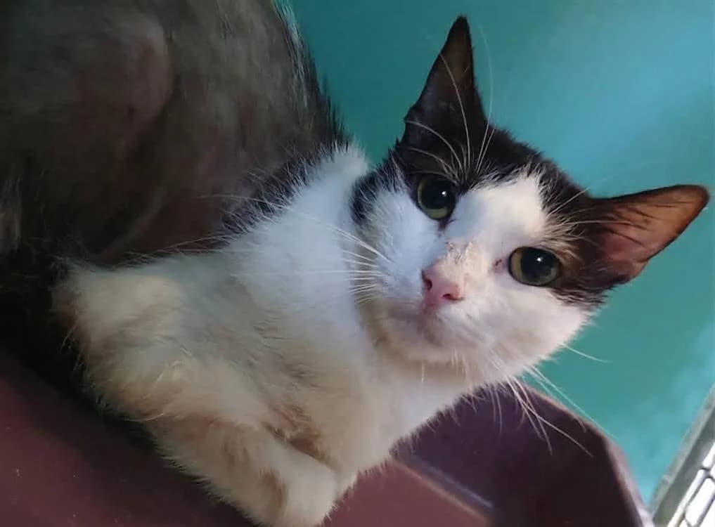 MYLENE, female young Mixed Breed for adoption at SPA Chamarande, Chamarande