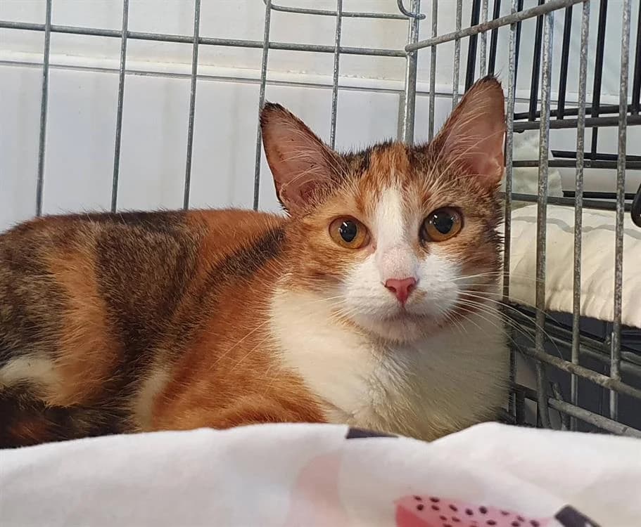 ZAZ CHA, female young Mixed Breed for adoption at SPA Chamarande, Chamarande