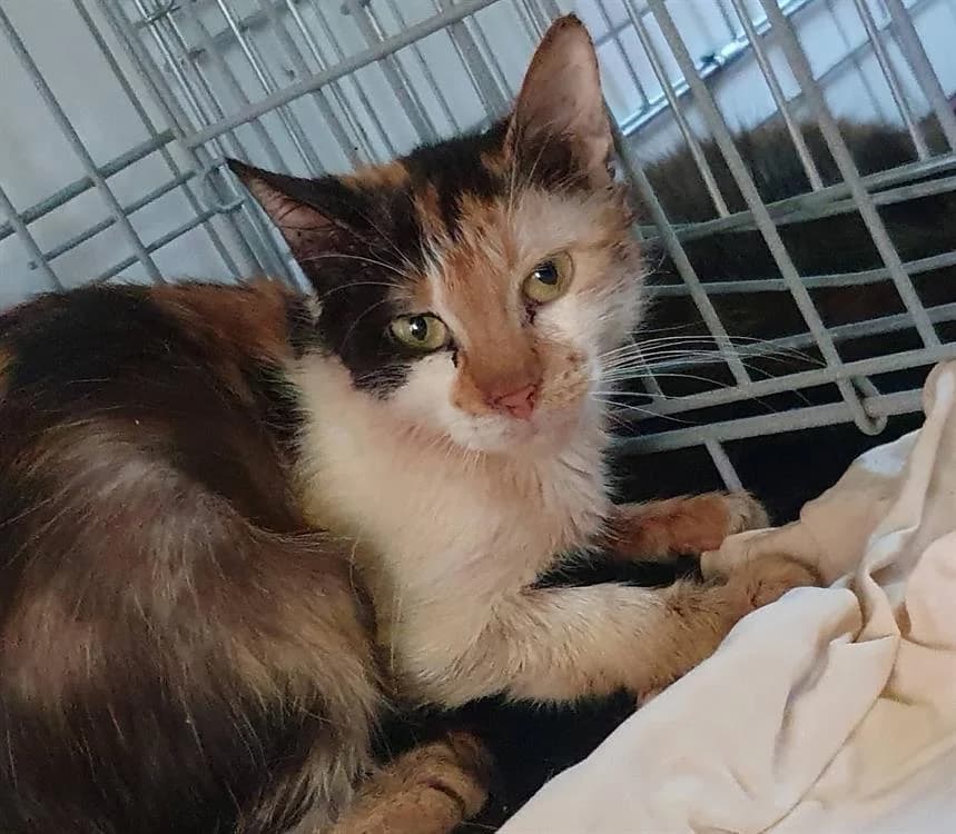 DOROTHEE, female 6yo Mixed Breed for adoption at SPA Chamarande, Chamarande