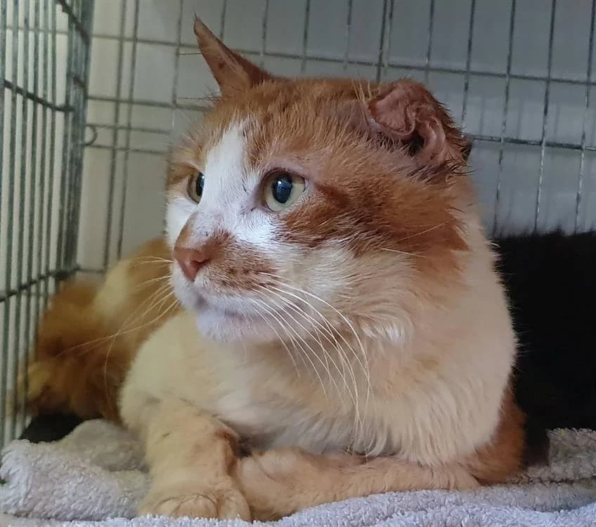 ORELSAN, male 5yo Mixed Breed for adoption at SPA Chamarande, Chamarande