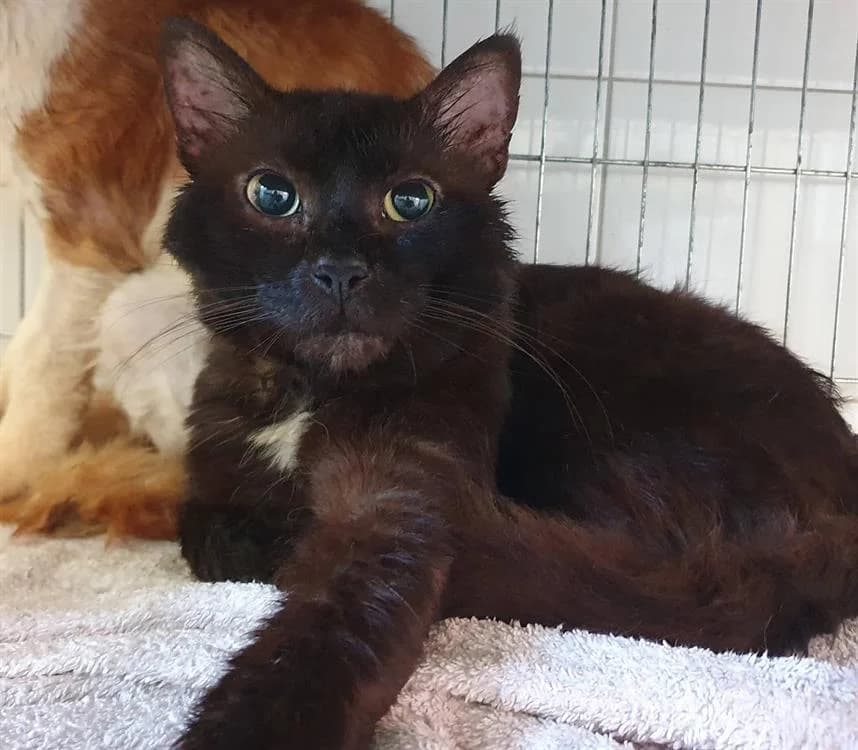 DADJU, male 3yo Mixed Breed for adoption at SPA Chamarande, Chamarande