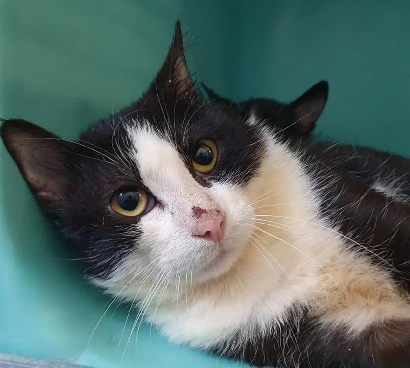 RENAUD, male 4yo Mixed Breed for adoption at SPA Chamarande, Chamarande