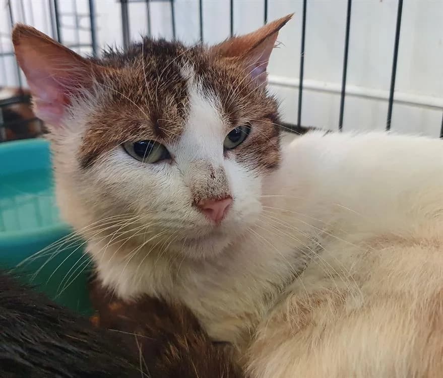 STROMAE, male senior Mixed Breed for adoption at SPA Chamarande, Chamarande