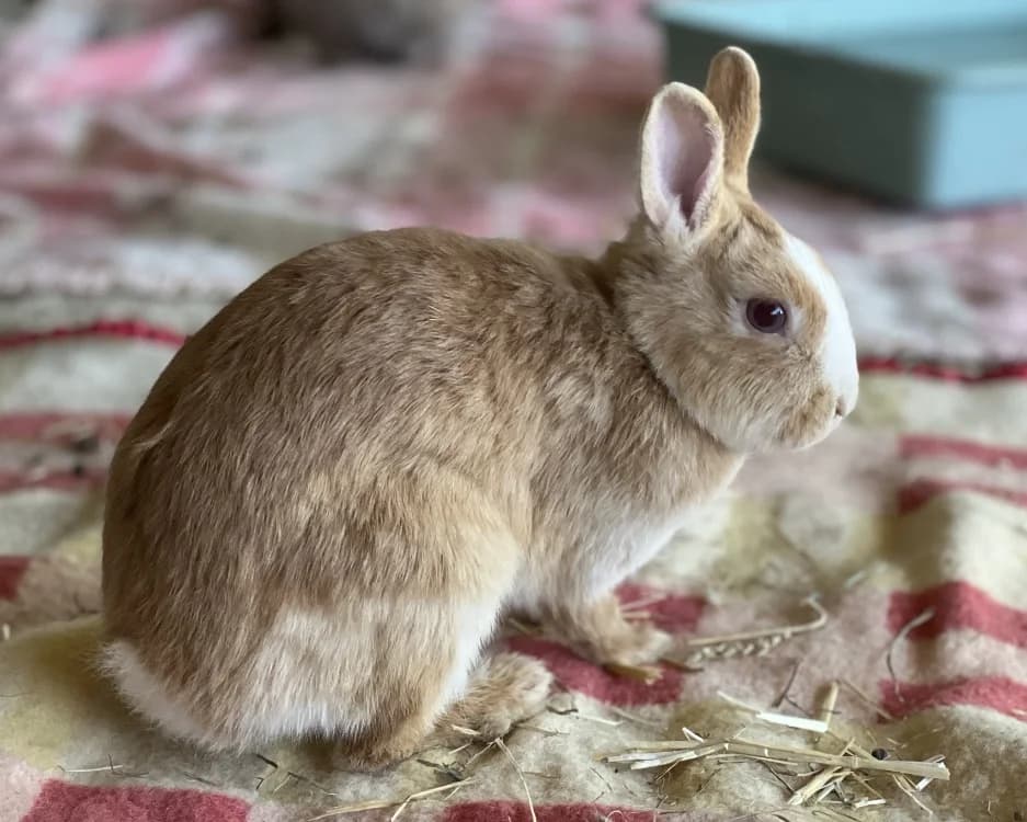 ROUSSETTE, female Mixed Breed for adoption at SPA Chamarande, Chamarande