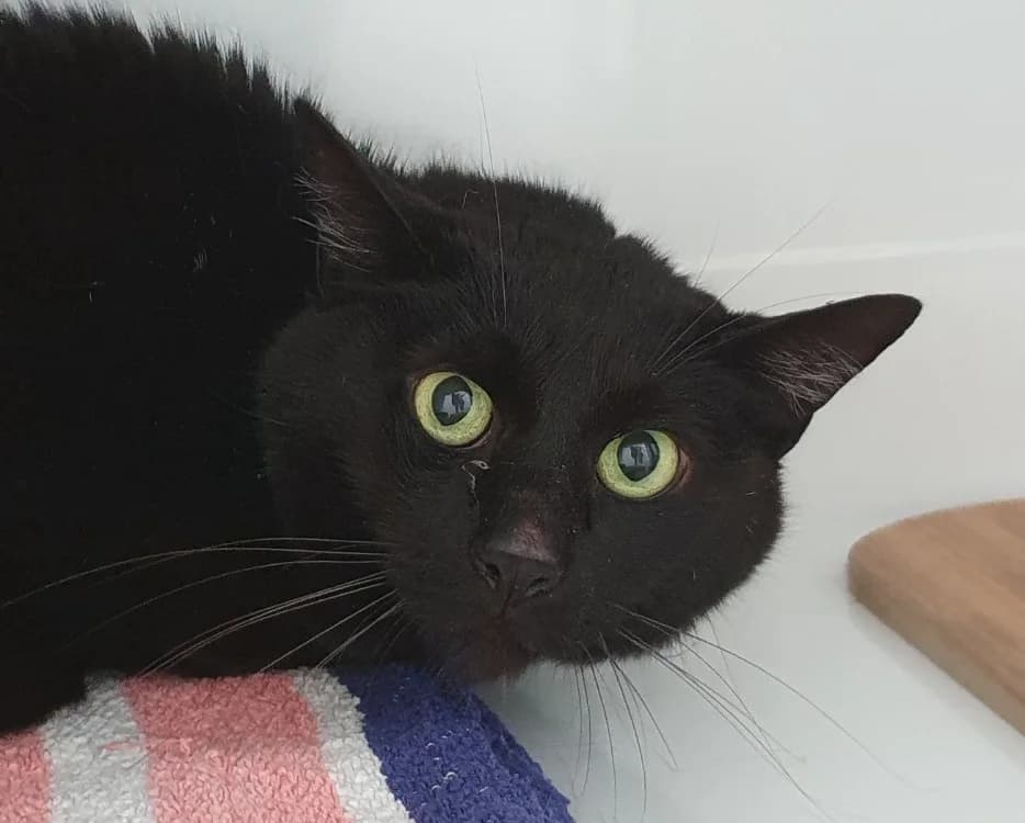 BAGHEERA CHA, male senior Mixed Breed for adoption at SPA Chamarande, Chamarande