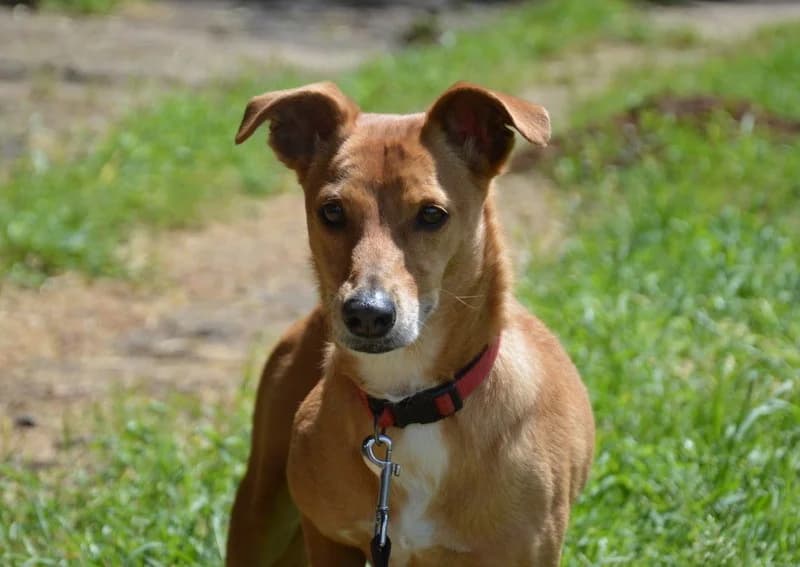 KALI, female 6yo Mixed Breed for adoption at SPA Chamarande, Chamarande