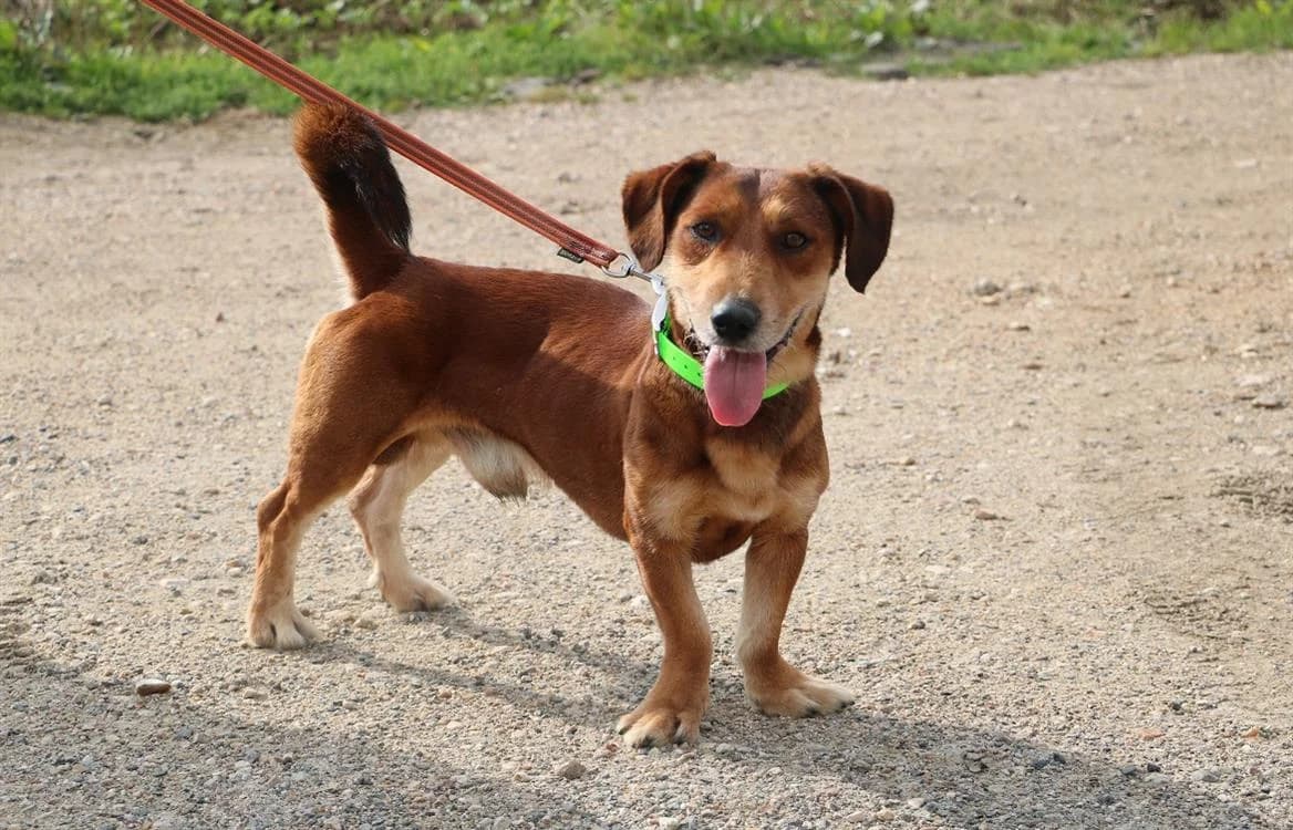 SNOOP CHAO, male senior Basset Hound for adoption at SPA Chamarande, Chamarande