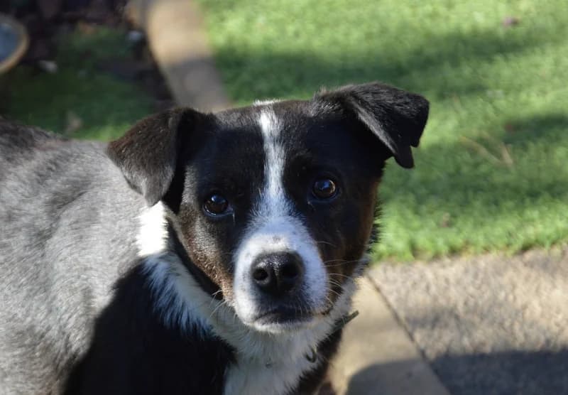 BINGO CHAO, male senior Mixed Breed for adoption at SPA Chamarande, Chamarande