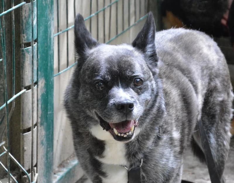 BRICK DIT RICK CHAO, male senior Akita for adoption at SPA Chamarande, Chamarande