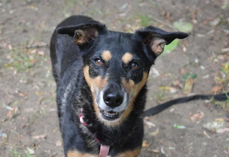 LAIKA CHAO, female senior Mixed Breed for adoption at SPA Chamarande, Chamarande