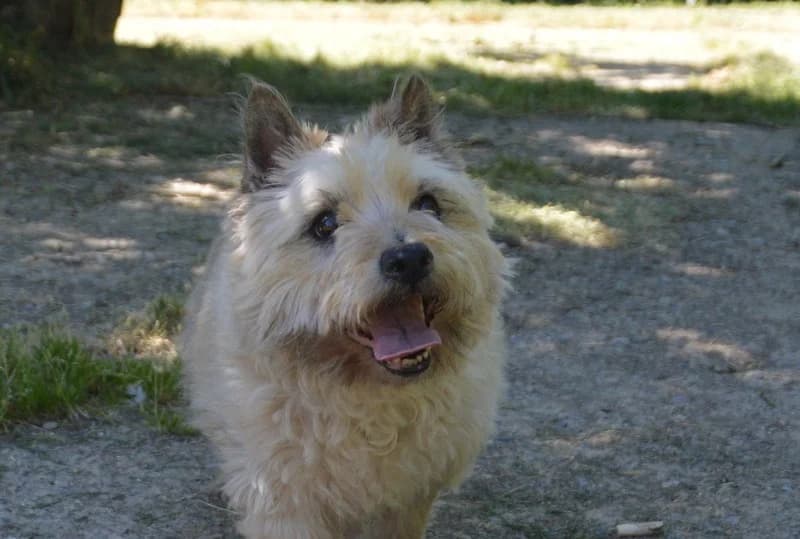 HODY CHAO, male senior Cairn Terrier for adoption at SPA Chamarande, Chamarande