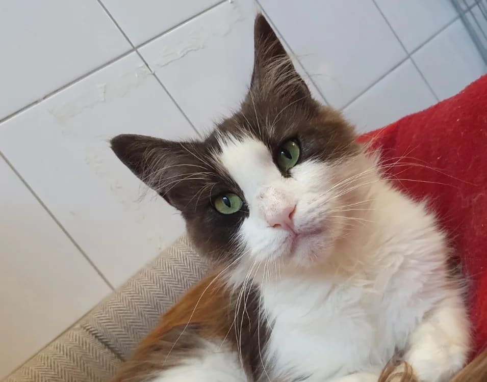 TASSIA CHA, female 3yo Mixed Breed for adoption at SPA Chamarande, Chamarande