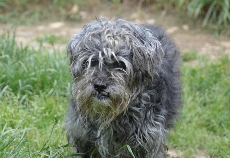 HUGO CHAO, Mixed Breed (SPA Chamarande)