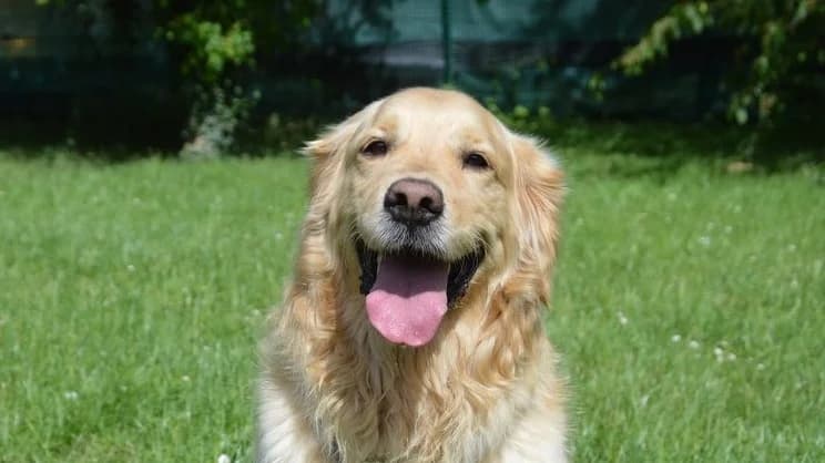 GRAIN DE BEAUTE CHAO, male 7yo Golden Retriever for adoption at SPA Chamarande, Chamarande