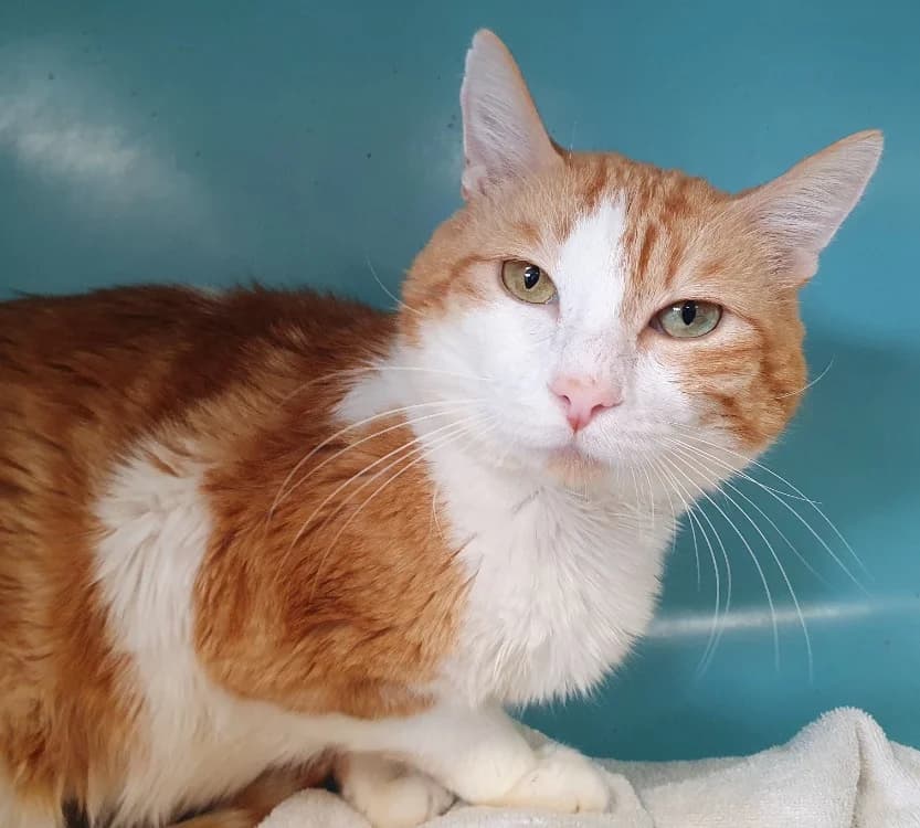 FIRE CHA, male 6yo Mixed Breed for adoption at SPA Chamarande, Chamarande