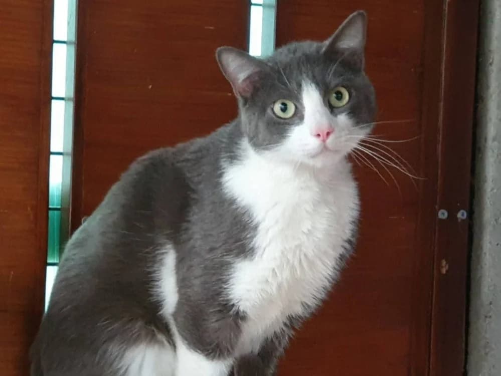 CHACHA CHA, male 3yo Mixed Breed for adoption at SPA Chamarande, Chamarande