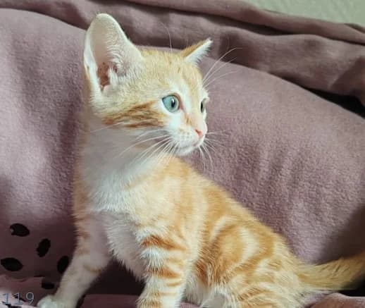 KROCO CHA, female puppy Mixed Breed for adoption at SPA Chamarande, Chamarande
