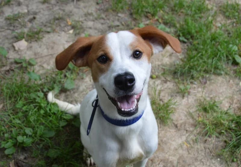 CACAHUETE CHAO, female young Pointer for adoption at SPA Chamarande, Chamarande