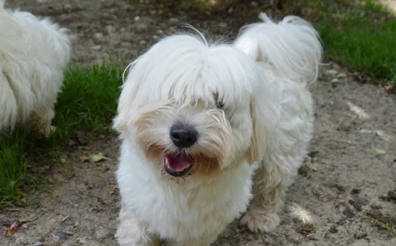 UDESSA CHAO, female 3yo mixed breed for adoption at SPA Chamarande, Chamarande