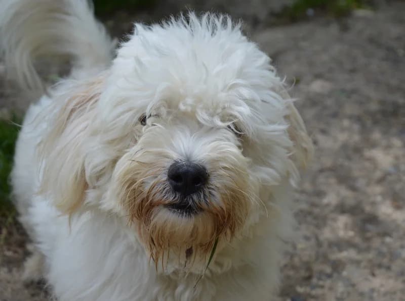 LUNA CHAO, female young Bichon Frisé for adoption at SPA Chamarande, Chamarande