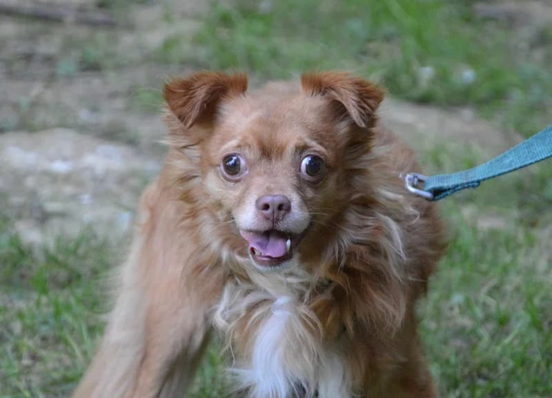 PORTHOS CHAO, male 6yo Chihuahua for adoption at SPA Chamarande, Chamarande