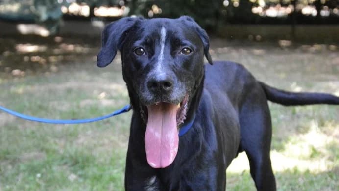 ECLIPSE CHAO, male senior Labrador Retriever for adoption at SPA Chamarande, Chamarande