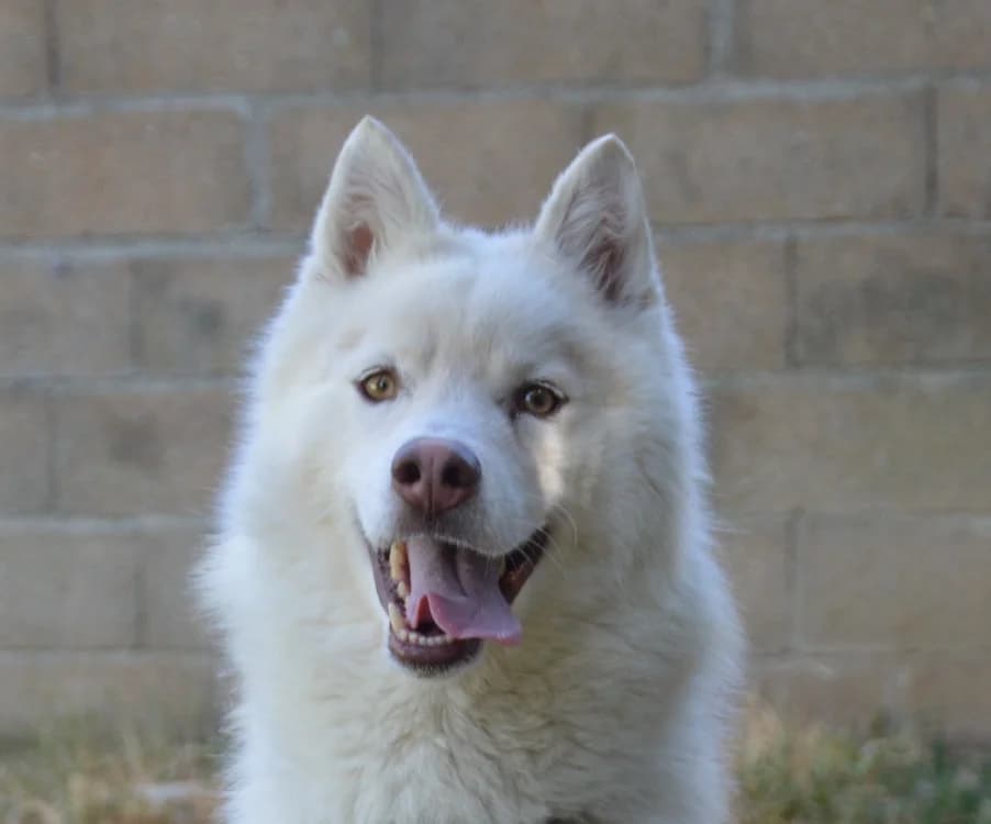 MEDOR DIT OSLO, male 3yo Husky for adoption at SPA Chamarande, Chamarande