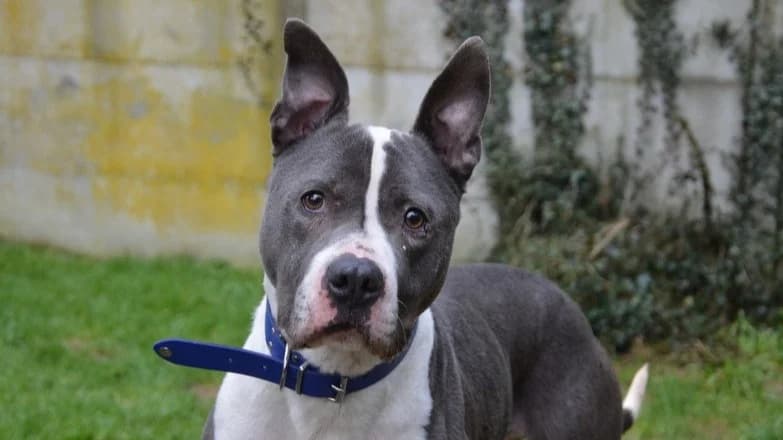 BENEF CHAO, male 7yo Mixed Breed for adoption at SPA Chamarande, Chamarande