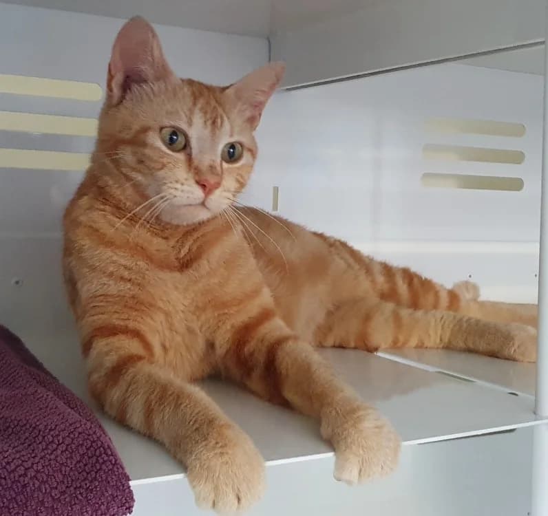 FIFA CHA, female 3yo Mixed Breed for adoption at SPA Chamarande, Chamarande
