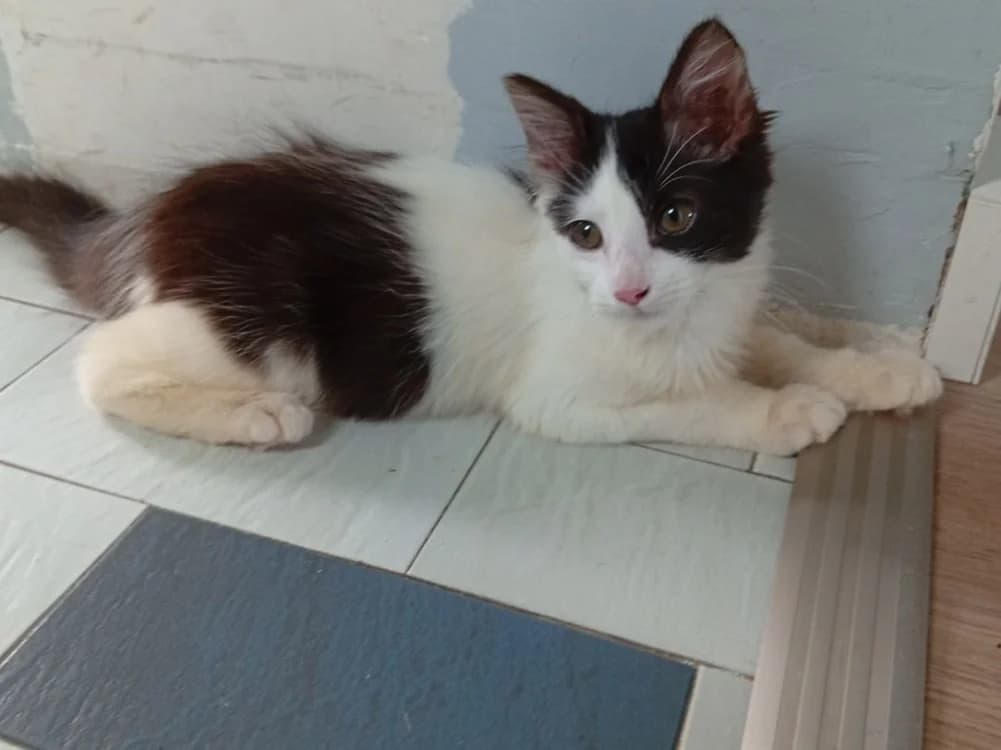 INDILA, female Mixed Breed for adoption at SPA Chamarande, Chamarande