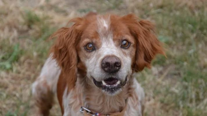 NEYO CHAO, male senior Brittany Spaniel for adoption at SPA Chamarande, Chamarande