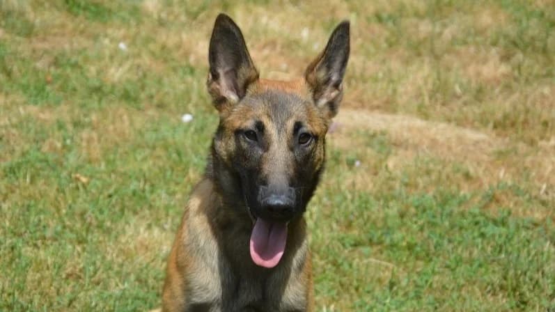 BUNNY CHAO, female puppy Belgian Malinois for adoption at SPA Chamarande, Chamarande