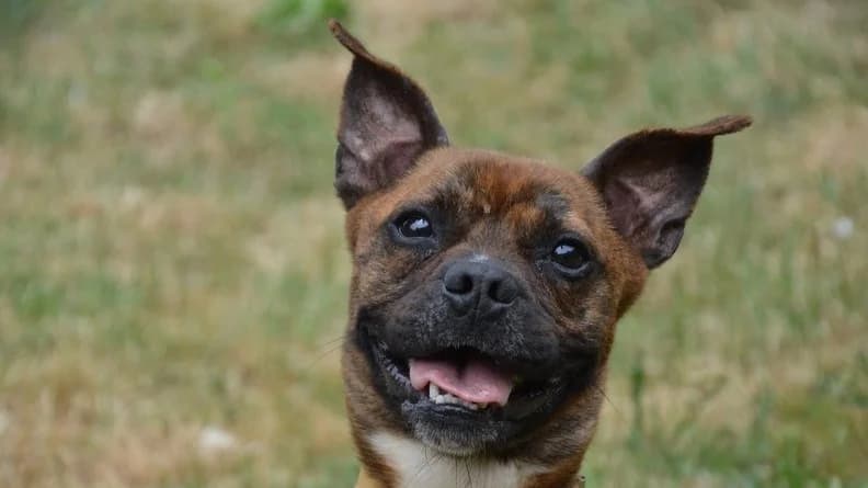ITI CHAO, male young French Bulldog for adoption at SPA Chamarande, Chamarande