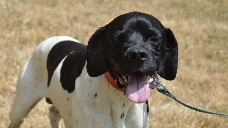 RAFAL CHAO, male 5yo Pointer for adoption at SPA Chamarande, Chamarande