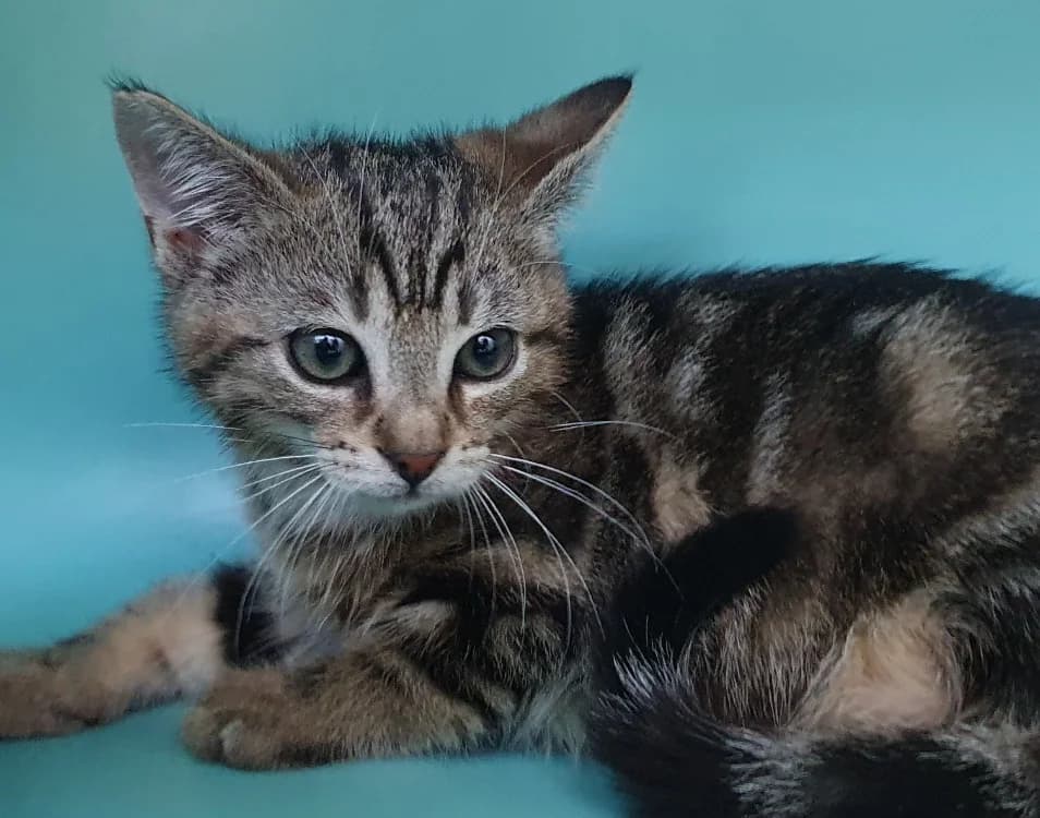 NANA CHA, female Mixed Breed for adoption at SPA Chamarande, Chamarande