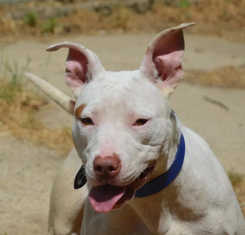 MIRAGE CHAO, female 4yo Mixed Breed for adoption at SPA Chamarande, Chamarande
